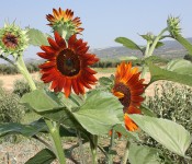 ilianthos