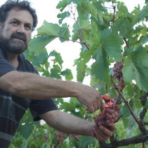 Vine harvest and wine juice in Greece
